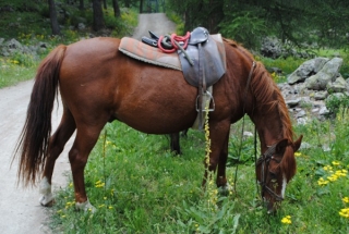  horseback riding in summer in Serre Chevalier.JPG 
